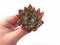 Echeveria Agavoides Sarabony 2”-3” Rare Succulent Plant