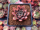 Echeveria Agavoides 'Red Tip' 1" Succulent Plant