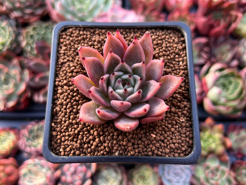 succulent plant red tips Echeveria Agavoides 'Red Tip' 1" Succulent Plant