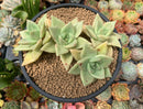 Echeveria Agavoides 'Citrina' 4" Cluster Succulent Plant