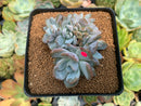 Echeveria 'Hosikage' Crested 3" Succulent Plant