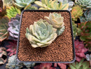 Echeveria 'Ruzz' Cluster 2"-3" Succulent Plant