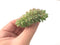 Echeveria 'Tippy' Crested 2" Rare Succulent Plant
