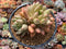 Pachyphytum 'Orange Light' 4"-5" Succulent Plant