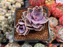 Echeveria 'Perle von Nurnberg' 2" Succulent Plant