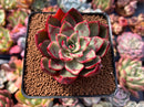 Echeveria Agavoides 'Rojo' 2" Succulent Plant