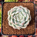 Echeveria 'Queen's Rose' 2" Succulent Plant