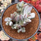 Cotyleydon Orbiculata Var. 'Hoppi' Variegated 4" Cluster Succulent Plant