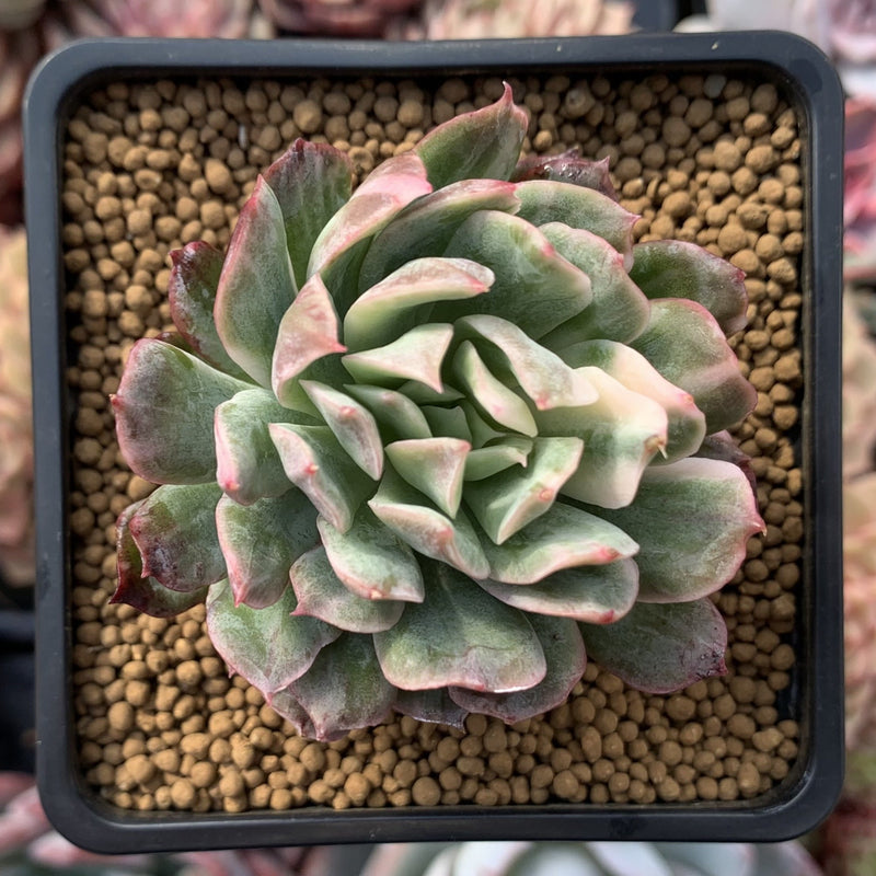bradburiana succulent Echeveria 'Bradburiana' Variegated 2" Succulent Plant – True Succulents Plant Co