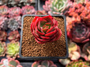 Echeveria 'Julina' 1" Succulent Plant