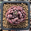 Echeveria Agavoides 'Vivace' 1"-2" Succulent Plant