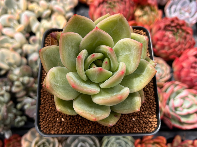 are rainbow succulents real Echeveria 'Rainbow Charlotte' 2"-3" Succulent Plant – True Succulents Plant  Co