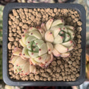 Echeveria Agavoides 'Primavera' 1" Cluster Succulent Plant