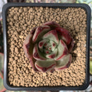 Echeveria Agavoides 'Romeo' 1" Succulent Plant
