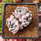 Echeveria 'Hamilton' 2" Cluster New Hybrid Succulent Plant
