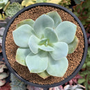 Echeveria 'Hakuhou' non-variegated 3" Succulent Plant