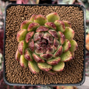 Echeveria Agavoides 'Black Queen' 2"-3" Succulent Plant