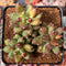 Pachyphytum 'Compactum' 2"-3" Cluster Succulent Plant