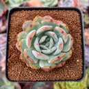 Echeveria 'Starmark' 2"-3" Succulent Plant