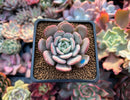 Echeveria 'Soulmint' 2" Succulent Plant