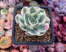 Echeveria 'Compton Carousel' Variegated 2" Succulent Plant