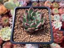 Echeveria Agavoides 'Golden Bear' 2" Succulent Plant