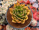 Echeveria Agavoides 'Miranda' 3"-4" Succulent Plant