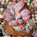 Echeveria 'Linguas' 6" Large Cluster Succulent Plant