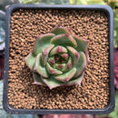 Echeveria Agavoides 'Exitazo' New Hybrid 1" Succulent Plant