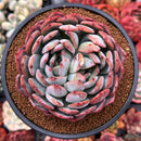 Echeveria 'Starmark' 4" Succulent Plant
