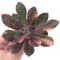 Echeveria 'Hanaikada' Variegated 3"-4" Succulent Plant
