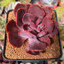 Echeveria 'Hanaikada' Non-Variegated 2"-3" Succulent Plant