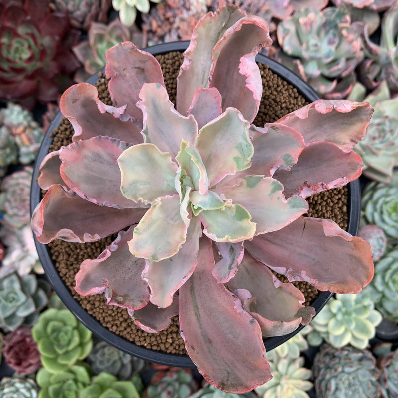 chantilly succulent Echeveria 'Chantilly' Mutation Variegated 5" Large Succulent Plant – True Succulents Plant Co