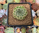 Echeveria 'Cream Roll' 1"-2" New Hybrid Succulent Plant