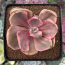 Echeveria 'Golden State' Variegated 2" Succulent Plant