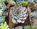 Echeveria 'Fiona' Lightly Variegated 2" Succulent Plant