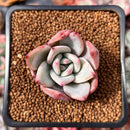 Echeveria 'White Champaign' 1" Succulent Plant