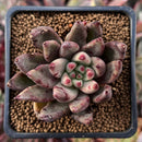 Echeveria Agavoides 'Psyche' 2" Succulent Plant