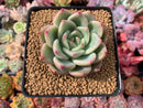 Echeveria Agavoides 'Shallot' 3" Succulent Plant