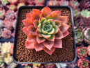Echeveria 'Ice Pinky' 3" Succulent Plant