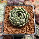 Echeveria 'Redsara' 2" Air Magic Hybrid Succulent Plant