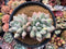 Pachyphytum 'Deokman' 4"-5" Powdery Succulent Plant