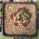 Echeveria Agavoides 'Shurin' 3" Succulent Plant