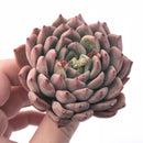 Echeveria Zaragoza Hybrid 3”-4” Rare Succulent Plant