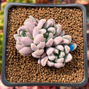 Echeveria 'Hamilton' 2" Cluster New Hybrid Succulent Plant