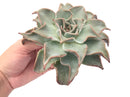 Echeveria 'Madiba' Extra Large 6" Specimen Rare Succulent Plant