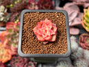 Echeveria 'Tesla' 1" Succulent Plant