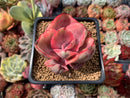 Echeveria 'Golden State' Variegated 2" Succulent Plant