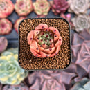 Echeveria Agavoides 'Black Cat' 1" Succulent Plant