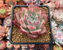 Echeveria 'Colorata' Hybrid 3" Succulent Plant